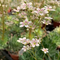 Saxifraga  'Monarch'